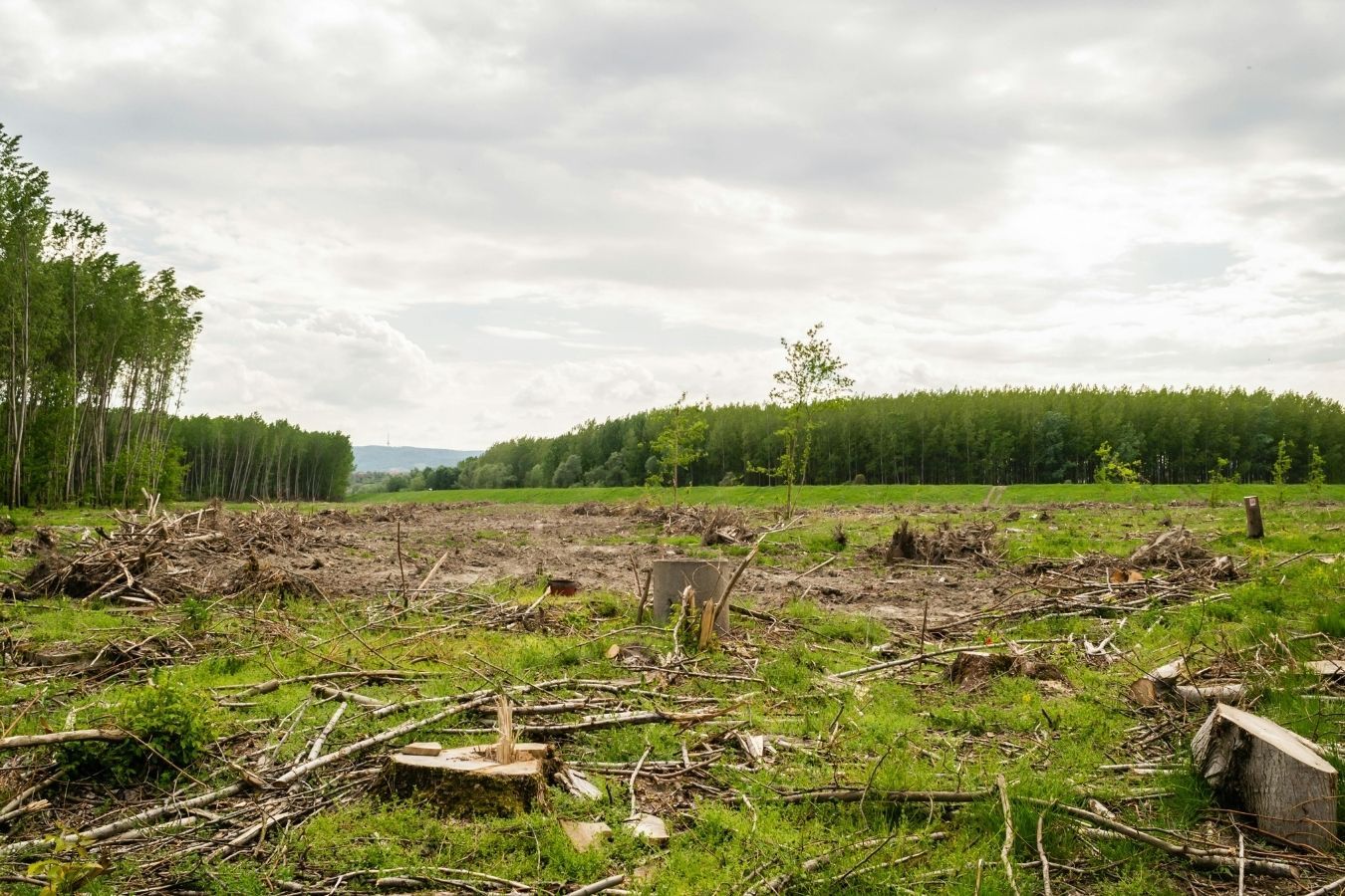 Cleared land ready for building